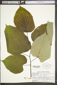 Tilia americana var. heterophylla image