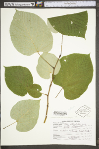 Tilia americana var. heterophylla image