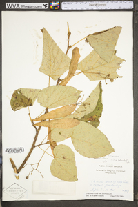 Tilia americana var. heterophylla image