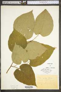 Tilia americana var. heterophylla image