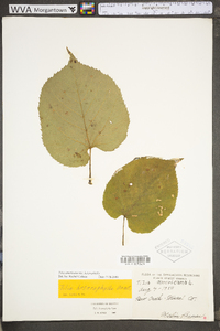 Tilia americana var. heterophylla image