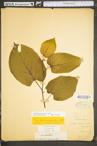 Tilia americana var. heterophylla image