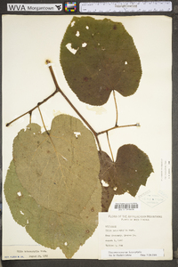 Tilia americana var. heterophylla image