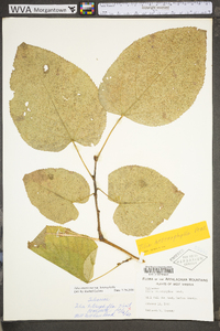 Tilia americana var. heterophylla image