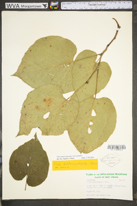 Tilia americana var. heterophylla image