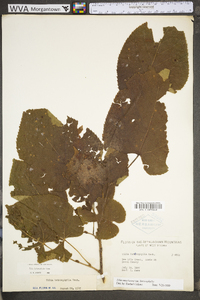 Tilia americana var. heterophylla image