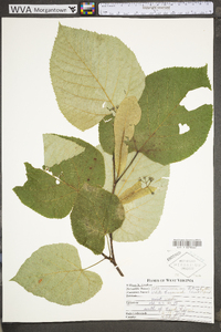 Tilia americana var. heterophylla image