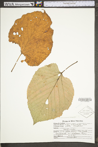 Tilia americana var. heterophylla image