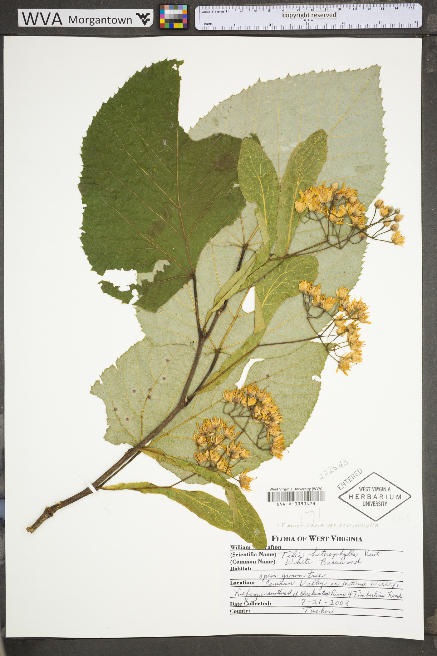 Tilia americana var. heterophylla image