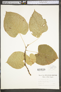 Tilia americana var. heterophylla image