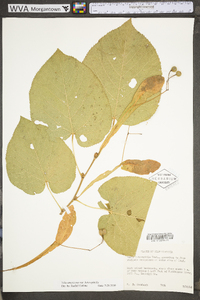 Tilia americana var. heterophylla image