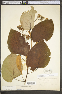 Tilia americana var. heterophylla image