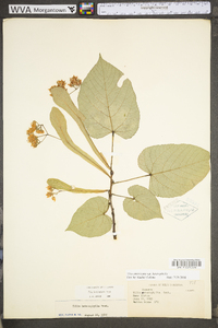 Tilia americana var. heterophylla image