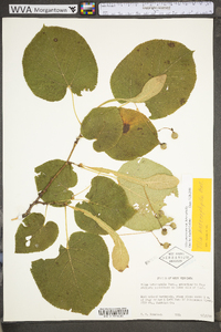 Tilia americana var. heterophylla image