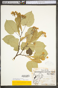 Tilia americana var. heterophylla image