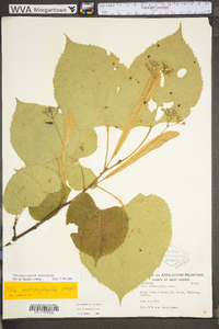 Tilia americana var. heterophylla image