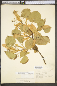 Tilia americana var. heterophylla image