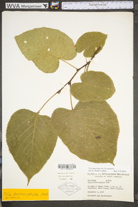 Tilia americana var. heterophylla image