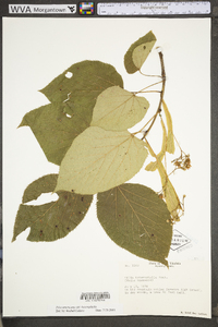 Tilia americana var. heterophylla image