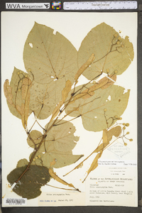 Tilia americana var. heterophylla image