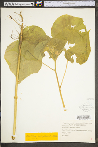 Abutilon theophrasti image