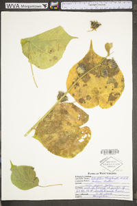 Abutilon theophrasti image