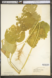 Abutilon theophrasti image