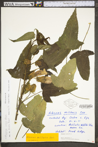 Hibiscus laevis image