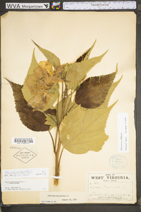 Hibiscus moscheutos image