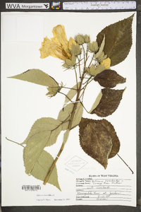 Hibiscus moscheutos image