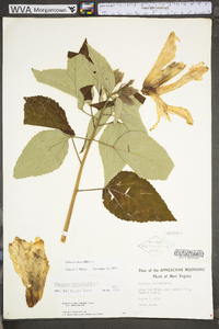 Hibiscus moscheutos image