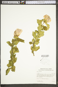 Hibiscus syriacus image