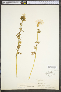 Malva moschata image