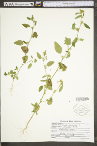 Sida spinosa image