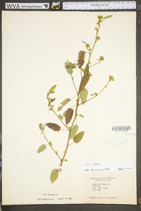 Sida spinosa image