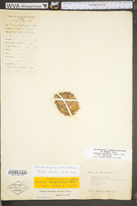 Opuntia humifusa var. humifusa image