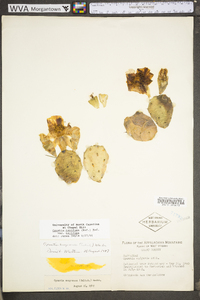 Opuntia humifusa var. humifusa image