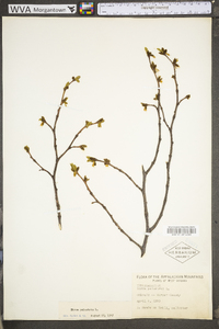 Dirca palustris image