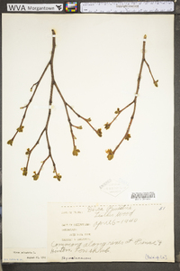 Dirca palustris image