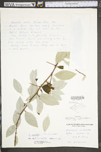 Elaeagnus angustifolia image