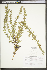 Lythrum alatum var. alatum image