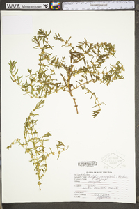 Rotala ramosior image