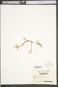 Rotala ramosior image