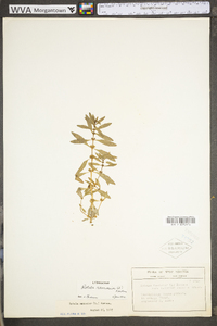 Rotala ramosior image