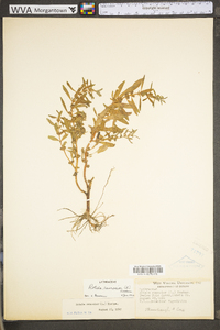 Rotala ramosior image