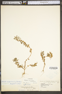 Rotala ramosior image