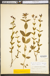 Rhexia virginica image