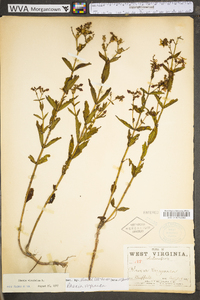 Rhexia virginica image