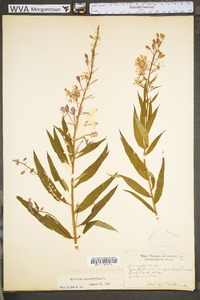 Chamaenerion angustifolium subsp. angustifolium image