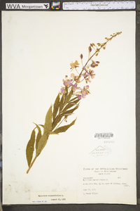 Chamaenerion angustifolium subsp. circumvagum image